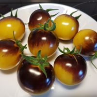 Bosque Blue Bumblebee